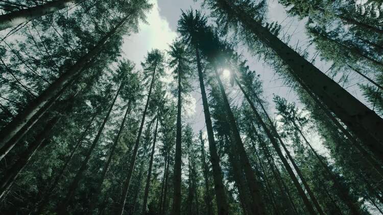 从森林地面看树梢