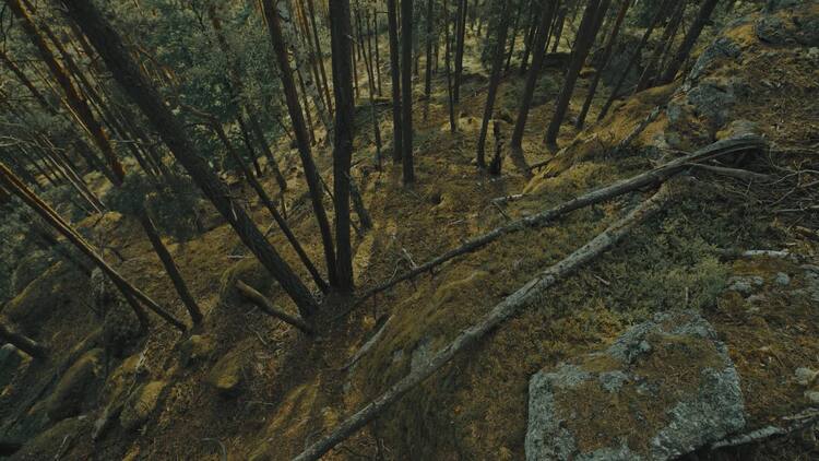 从上面看森林地面