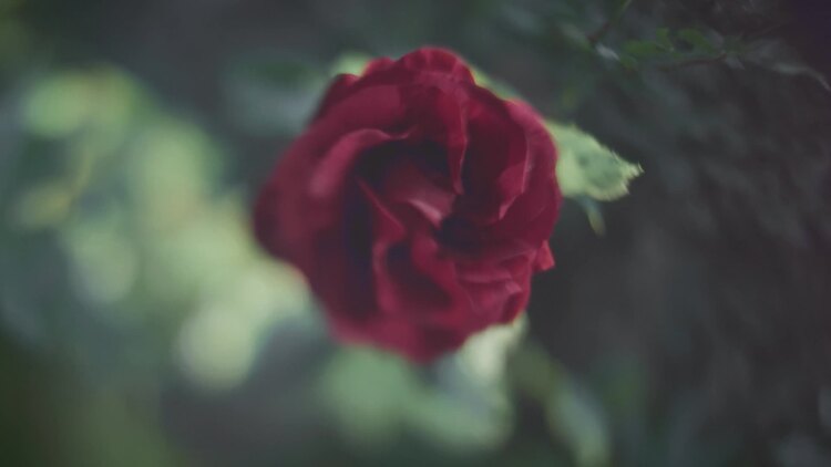 单红玫瑰变焦软焦点