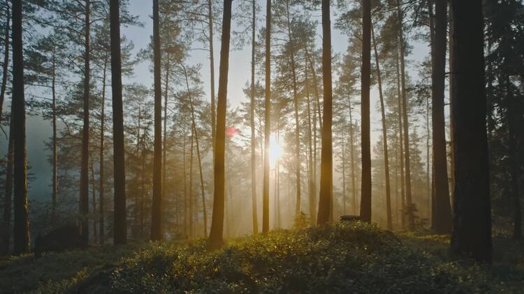 日落时穿过树林