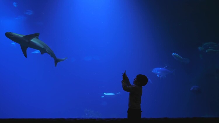 小男孩拿着手机，在海洋水族馆里拍摄鲨鱼游泳